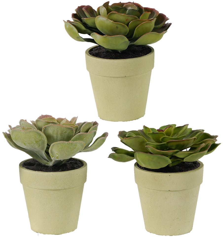 29089 Succulents In Pot - Ashley Furniture Homestore Philippines