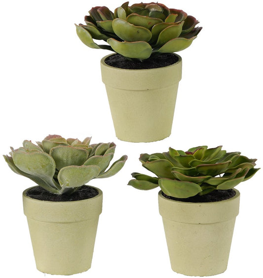 29089 Succulents In Pot - Ashley Furniture Homestore Philippines