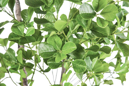 A54200032 Greenery - Ashley Furniture Homestore Philippines