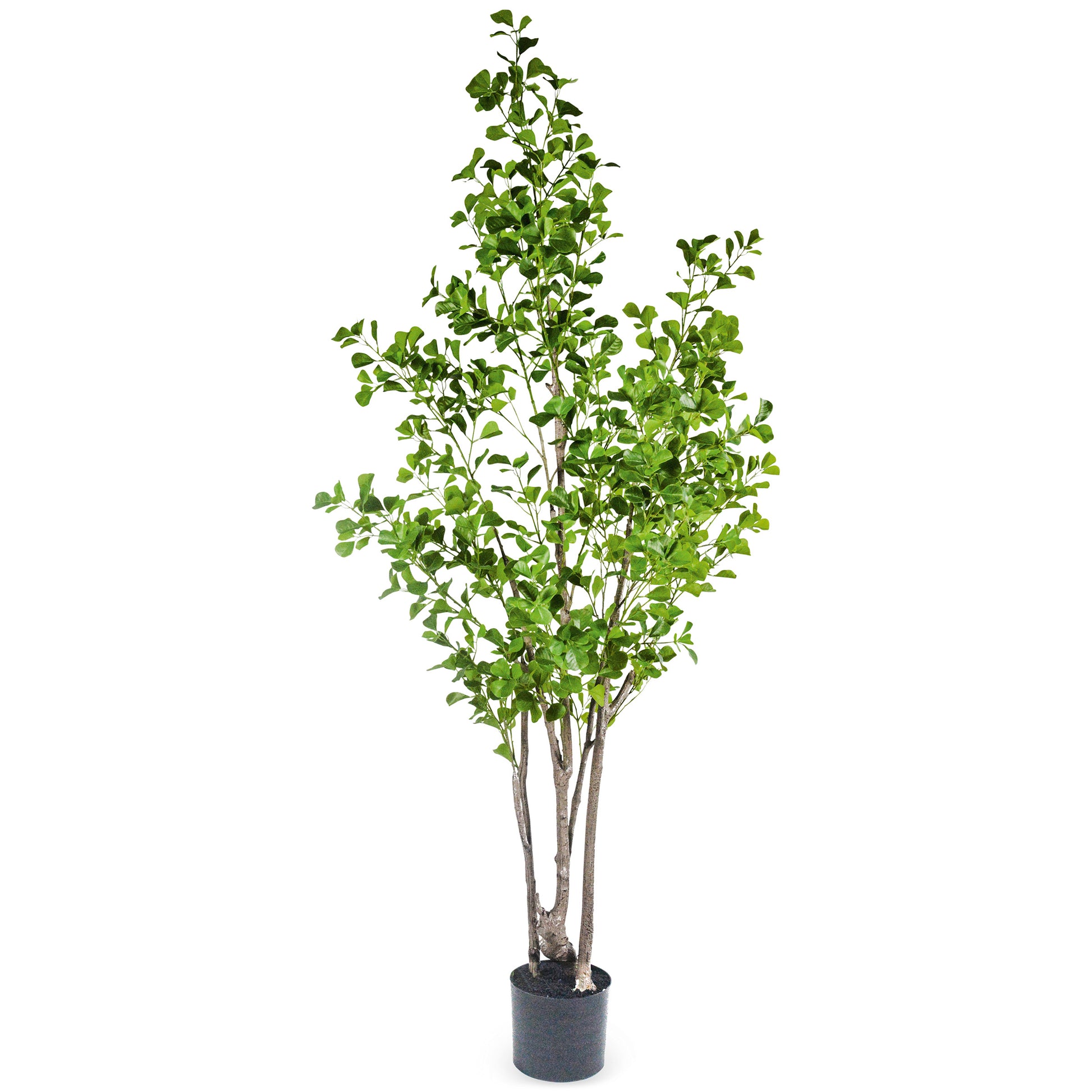 A54200032 Greenery - Ashley Furniture Homestore Philippines